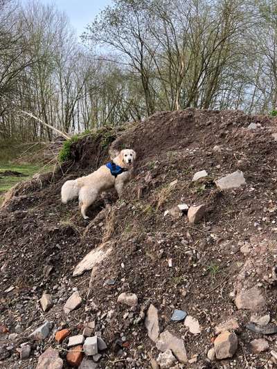 Wo sind die Golden Retriever Liebhaber?-Beitrag-Bild