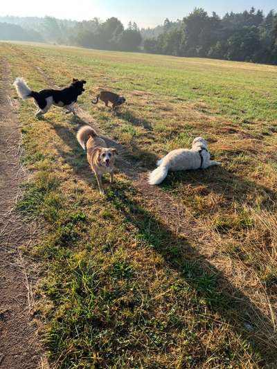 Wo sind die Golden Retriever Liebhaber?-Beitrag-Bild