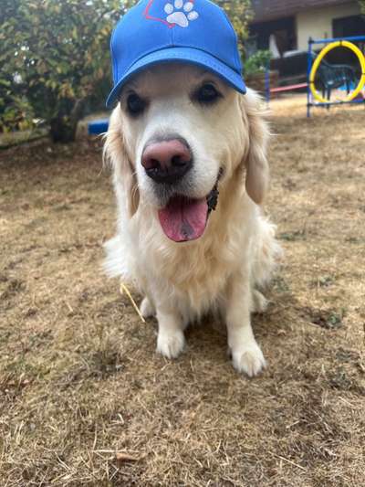 Wo sind die Golden Retriever Liebhaber?-Beitrag-Bild