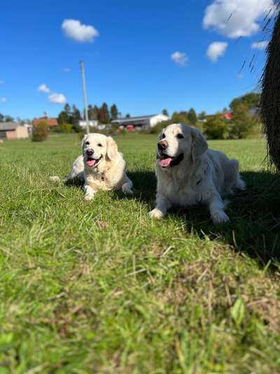 Wo sind die Golden Retriever Liebhaber?-Beitrag-Bild