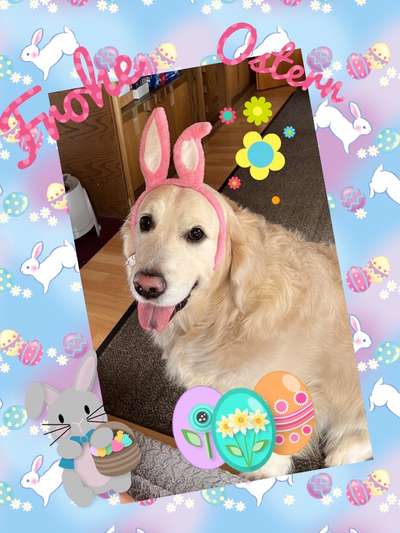 Wo sind die Golden Retriever Liebhaber?-Beitrag-Bild