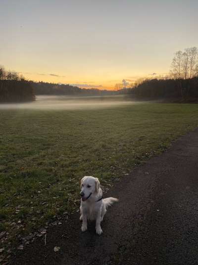 Zeigt mal die schönsten Bilder von euren Hunden !-Beitrag-Bild