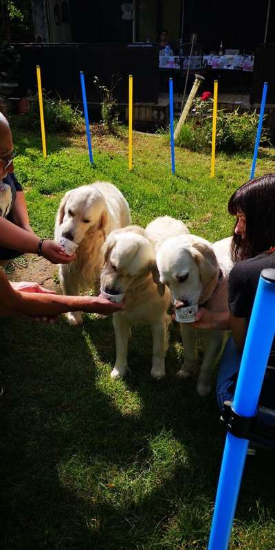 Wo sind die Golden Retriever Liebhaber?-Beitrag-Bild