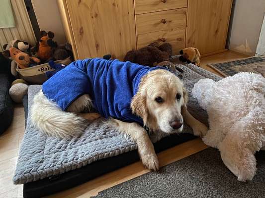 Wo sind die Golden Retriever Liebhaber?-Beitrag-Bild