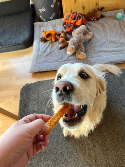 Wo sind die Golden Retriever Liebhaber?-Beitrag-Bild