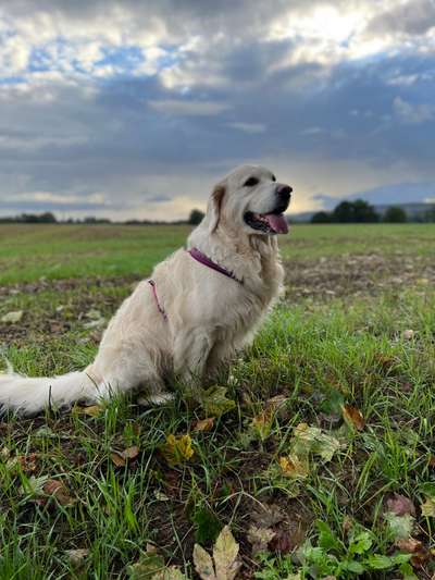 Wo sind die Golden Retriever Liebhaber?-Beitrag-Bild