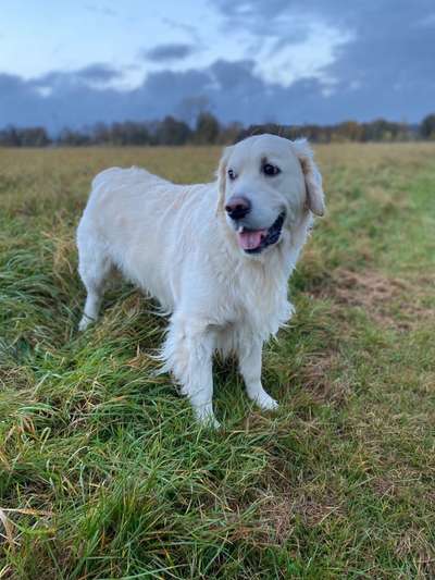 Wo sind die Golden Retriever Liebhaber?-Beitrag-Bild