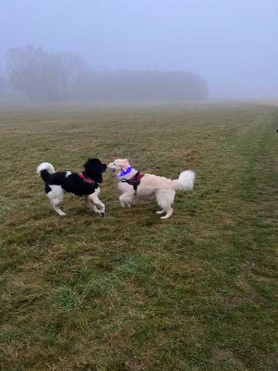 Wo sind die Golden Retriever Liebhaber?-Beitrag-Bild