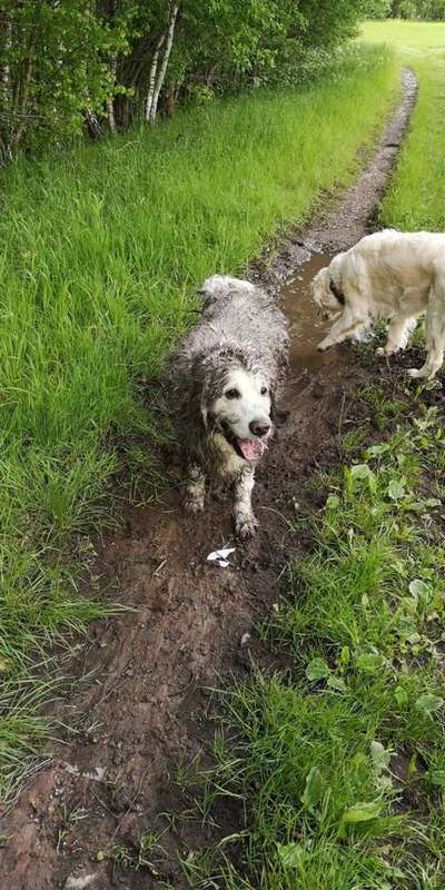 Wo sind die Golden Retriever Liebhaber?-Beitrag-Bild