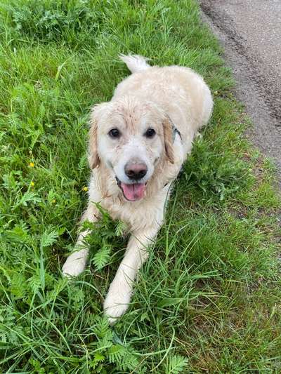 Wo sind die Golden Retriever Liebhaber?-Beitrag-Bild