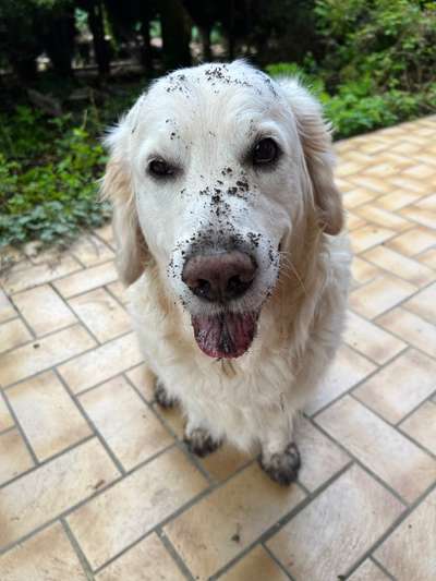 Wo sind die Golden Retriever Liebhaber?-Beitrag-Bild