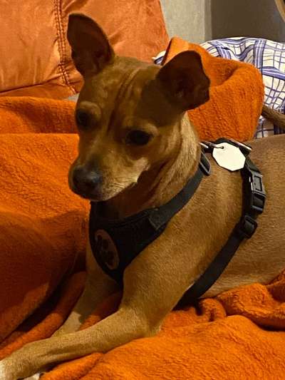 Mischlingshunde Foto Aufruf-Beitrag-Bild