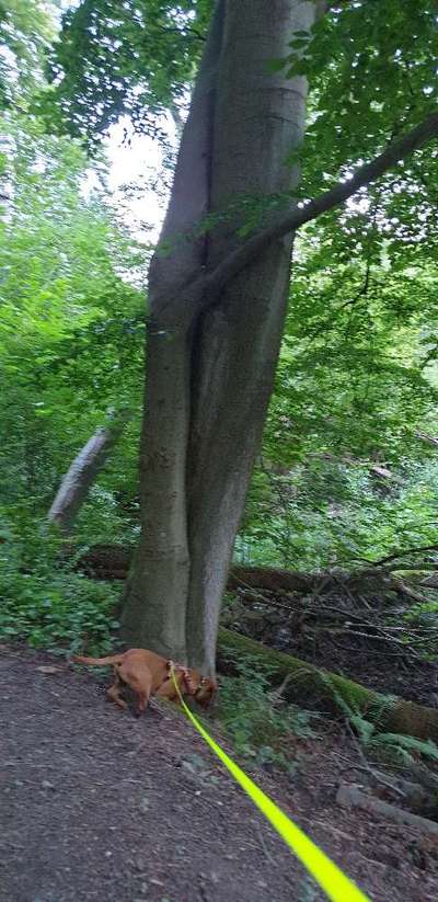 Die wunderschöne Welt mit Hund.-Beitrag-Bild