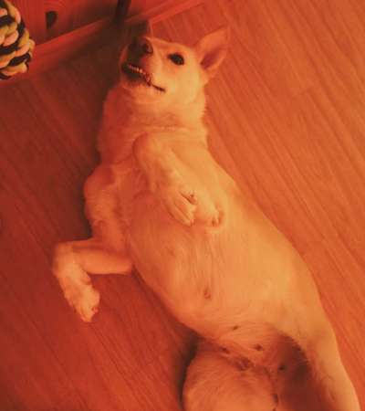 Die Dogorama Wochen Challenge-Beitrag-Bild