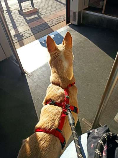 Die Dogorama Wochen Challenge-Beitrag-Bild