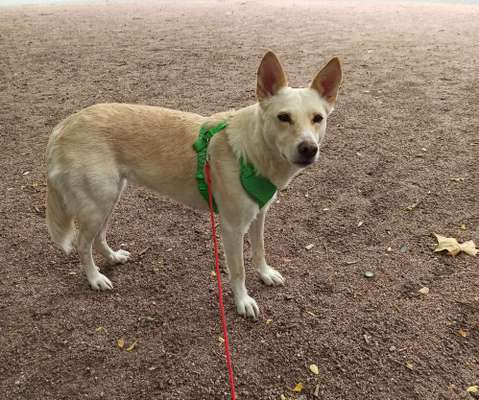 Shiba Inu und andere japanische Rassen!-Beitrag-Bild