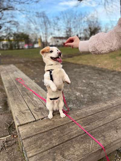Hundetreffen-Gemeinsames Gassi gehen an der Leine-Bild