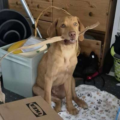 Hundetreffen-Welpentreffen/Junghundtreffen in der Umgebung Huy oder Börde 🥰✌️-Bild