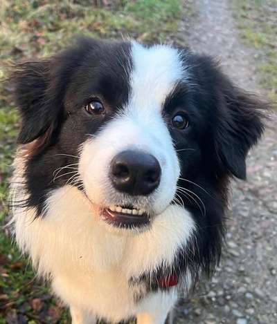 Dogorama Photo Challenge - Portrait-Beitrag-Bild