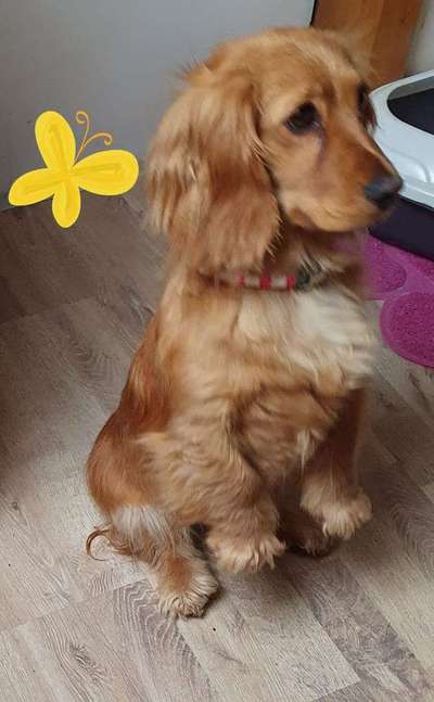 Hund/Welpen finden wo/wie-Beitrag-Bild