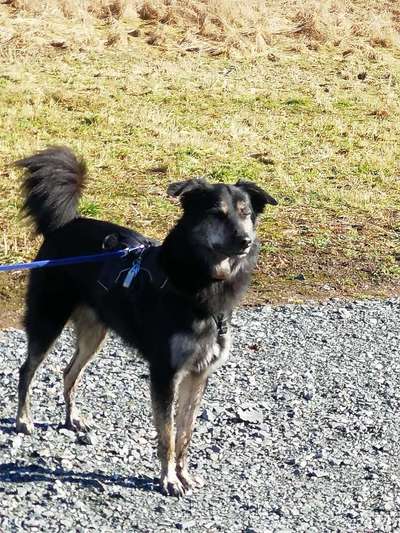 Auslandstierschutz-Beitrag-Bild