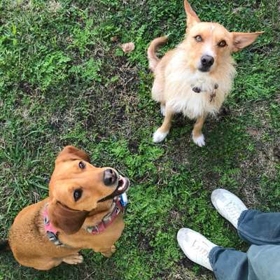 Hundetreffen-Gemeinsame Spaziergänge-Bild