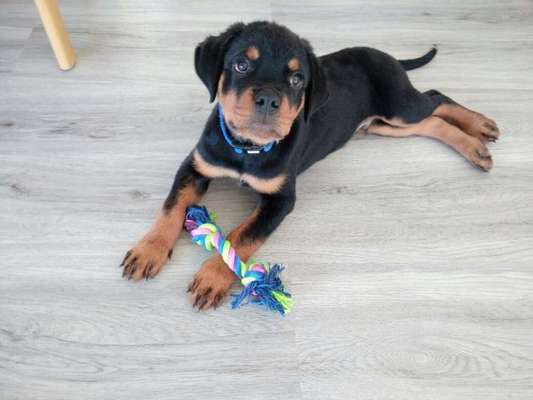 Welpen Bilder !-Beitrag-Bild