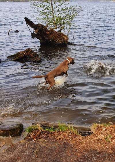 Dogorama Photo Challenge - Hunde in Action-Beitrag-Bild