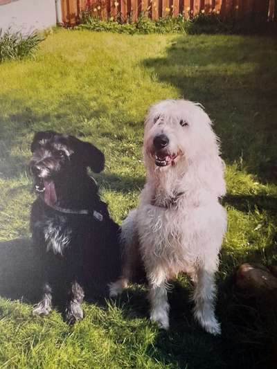 Unsere Fellnasen im Regenbogenland-Beitrag-Bild