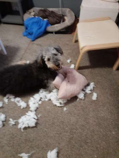 Welchen Hund hast du?-Beitrag-Bild