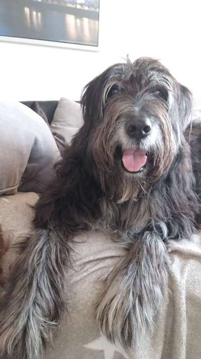 Unsere Fellnasen im Regenbogenland-Beitrag-Bild