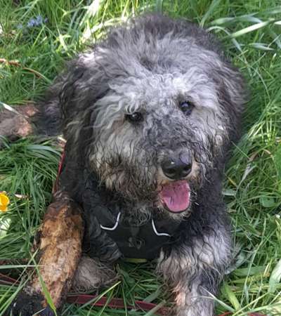 Altdeutsche Hütehunde-Beitrag-Bild