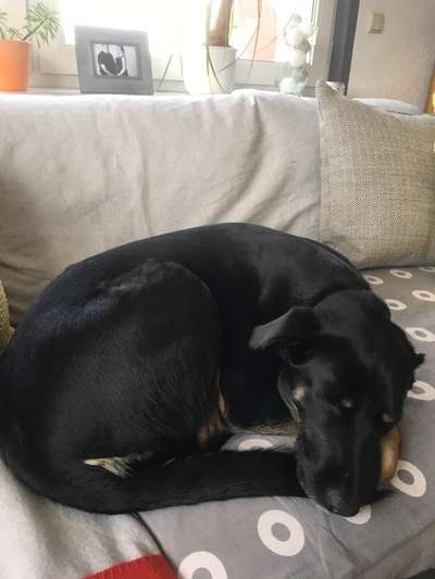 Labradorfans-Beitrag-Bild