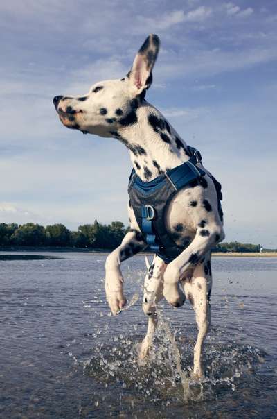 Dogorama Photo Challenge - Wasserspiele-Beitrag-Bild