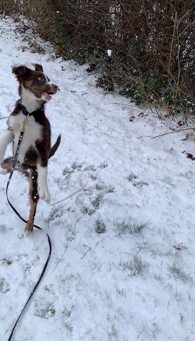 Hunderunde-Beitrag-Bild