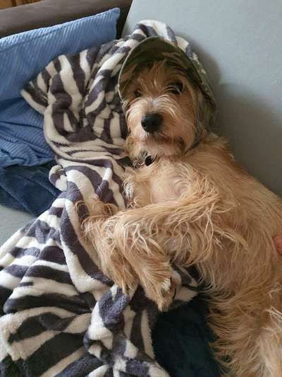 Challenge 23 : "  Euer Hund beim Frühlingserwachen "-Beitrag-Bild