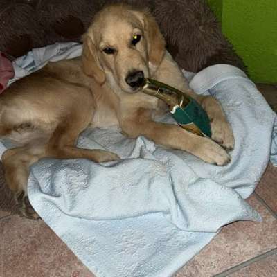 aktuelles Foto Gruppe Golden Retriever