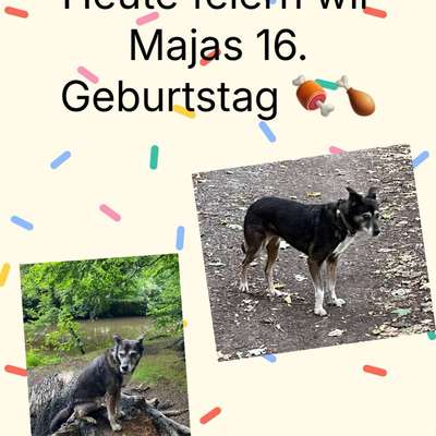 Euer ältester Hund ?-Beitrag-Bild