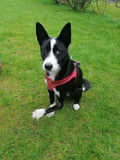 Fotochallenge No. 26                                     Wald und Wiese-Beitrag-Bild