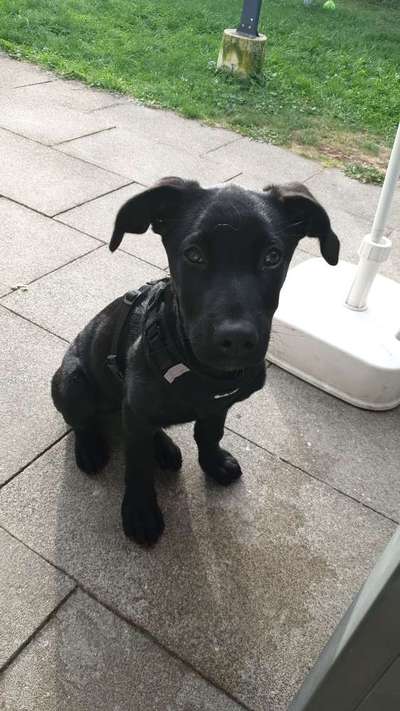 Als Welpen sind sie alle noch süßer-Beitrag-Bild