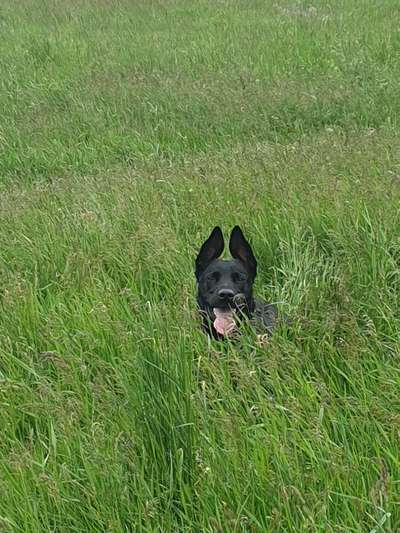 Die Dogorama Monats Challenge "Es grünt und blüht"-Beitrag-Bild