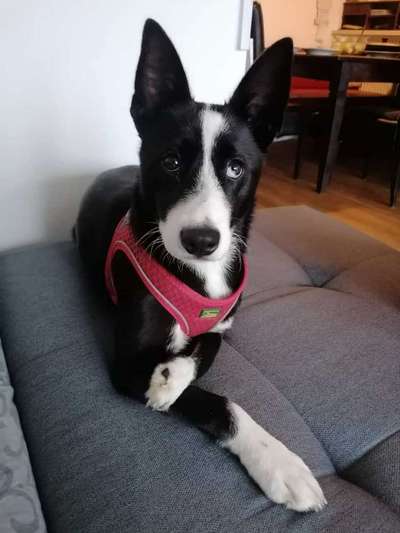 Hunde mit Behinderung-Beitrag-Bild