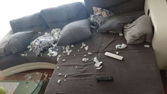 Zeig mir, dass du mit einem hund zusammenlebst....-Beitrag-Bild