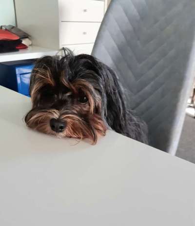 Dogorama Photo Challenge - Hundeblick zum hinschmelzen-Beitrag-Bild