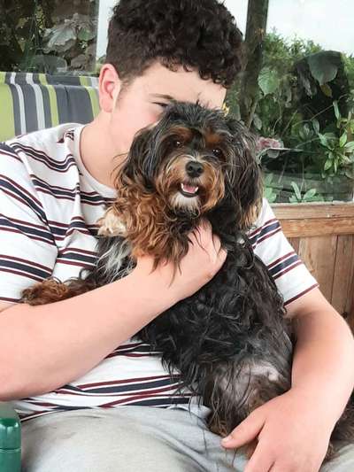 Havaneser-Beitrag-Bild