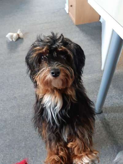 Havaneser dabei?:)-Beitrag-Bild