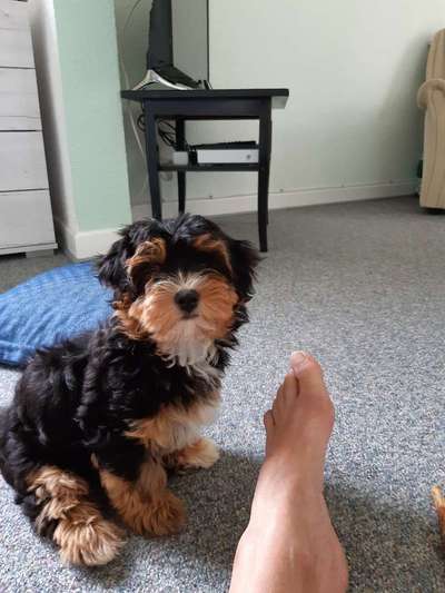 Als Welpen sind sie alle noch süßer-Beitrag-Bild