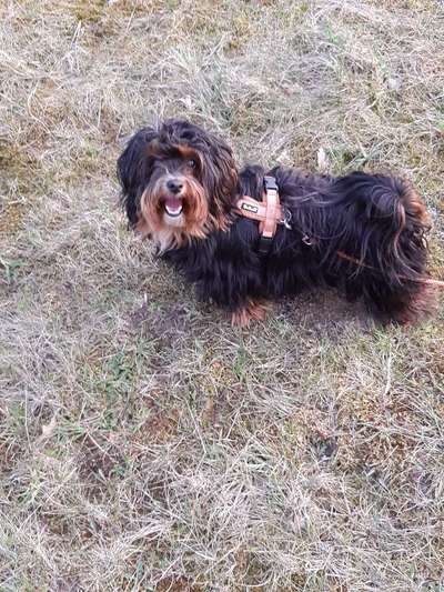 Havaneser dabei?:)-Beitrag-Bild