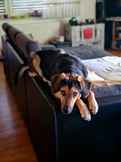 Mischlingshunde Foto Aufruf-Beitrag-Bild