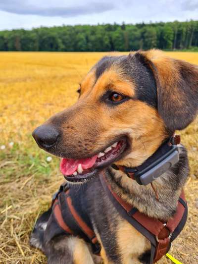 Mischlingshunde Foto Aufruf-Beitrag-Bild